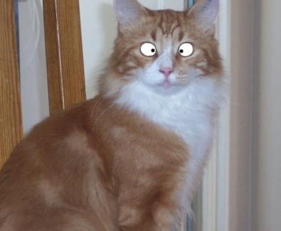 katt.JPG